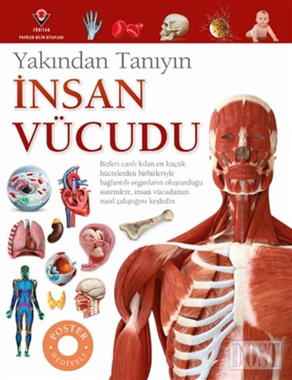 İnsan Vücudu - Yakından Tanıyın